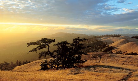 March 2010 The Peak Mt Tam 445x260 22403 march 2010 the peak mt tam 445x260