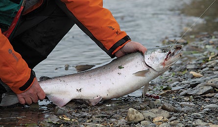 March 2010 Alaska Dorn Fish Story 2 445x260 22314 march 2010 alaska dorn fish story 2 445x260