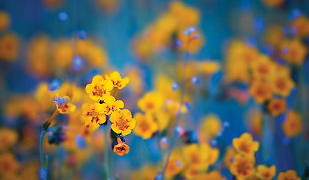 March 2010 Shoot Like A Pro Macro 445x260 22450 march 2010 shoot like a pro macro 445x260