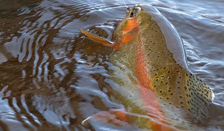 Gear Review Fly Fish 445x260 23980 gear review fly fish 445x260