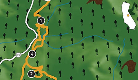 "may 2010 zones forest 445x260"
