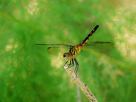 Slideshow Wildlife 8 Deerfly 445x260 23823 slideshow wildlife 8 deerfly 445x260