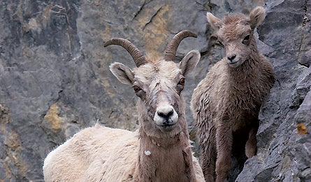 "june 2010 skills sheep 445x260"