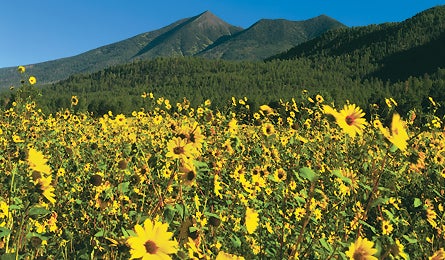 "june 2010 the peak 445x260"