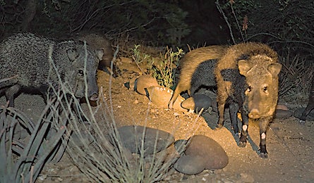 June 2010 Wildlife Javalina 445x260 24405 june 2010 wildlife javalina 445x260
