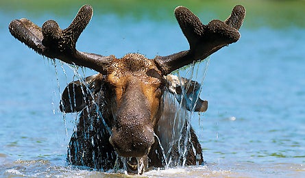 "Moose Baxter State Park"