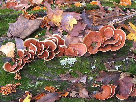 6ReaderPhotofungus-445x334 25452 6ReaderPhotofungus-445x334
