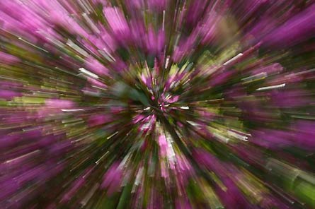 8ReaderPhoto-Flowerburst445x296 25455 8ReaderPhoto-Flowerburst445x296