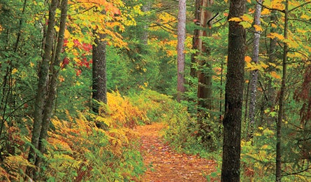 "Mile one of the Jenkins Mountain Trail (Pat & Chuck Blackley)"