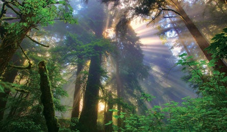 "KMcNeal_Redwoods_445.jpg"