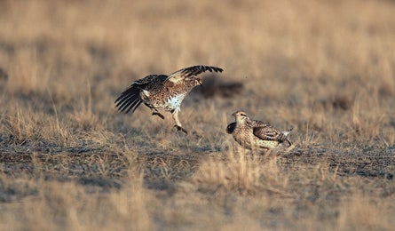 "Sharptail Grouse on the Prairie Trail (Chuck Haney)"