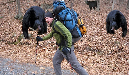 Profhike Bears 445x260 26577 profhike_bears_445x260