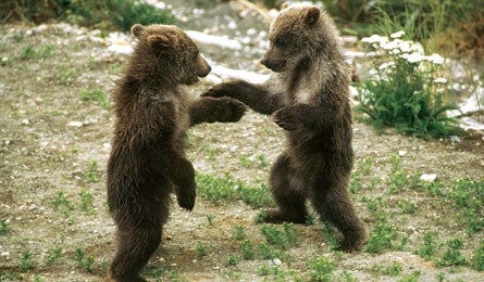 BEARS 445.jpg 27267 BEARS_445.jpg