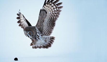OWL 445.jpg 27268 OWL_445.jpg