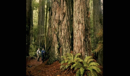 REDWOOD 445.jpg 27273 REDWOOD_445.jpg