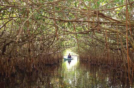 Jan 2011 ReaderSlideshow EvergladesNP 445 27692 Everglades National Park