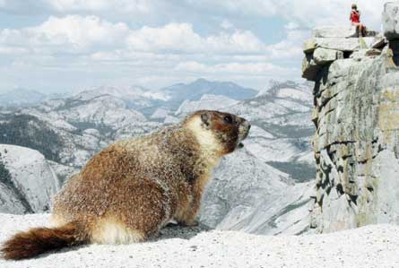 Jan 2011 ReaderSlideshow YosemiteNP 445 27689 yosemite national park photo