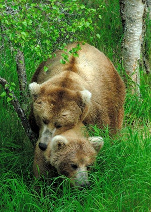 Contest AK-2008-0358b 300.jpg 27847 Reader Slideshow June 11 Brown Bears in Brooks Lake in Katmai National Park