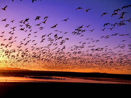 Contest Snowgoosetakeoff 445.jpg 28935 Bosque Del Apache Bird Refuge in New Mexico.