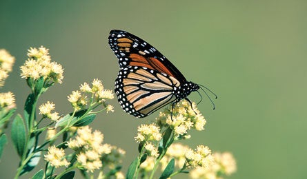 "joevogan_monarch2_445.jpg"