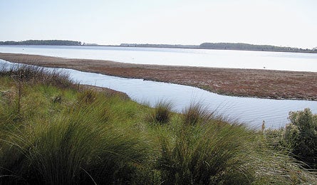 "Schelin_Stoney_445.jpg"