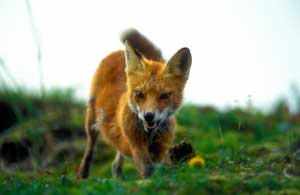 Fox MichaelFunke 445 29135 Fox_MichaelFunke_445