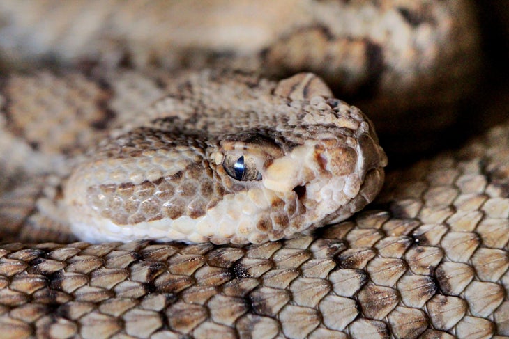 snake snake