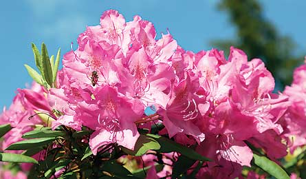 "BP0511LOCAL iStock 000013068263-445x260"