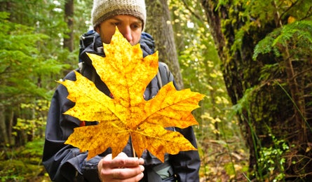 Ncascades5-kimphillips-445x260 29837 A maple leaf on Big Beaver Trail (Kim Phillips)