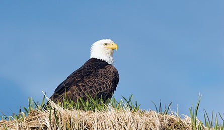 June 2011 Skills Bald Eagle 445x260 30312 June 2011 Skills Bald Eagle 445x260