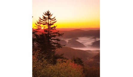 "BP0911PEAK_Blackley_Spruce_445"