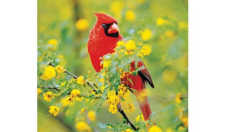 "0809 cardinal 445x260"