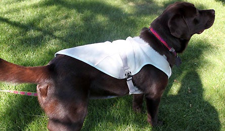 Summer Gear Ruffwear Swamp Cooler 445x260 30682 summer gear ruffwear swamp cooler 445x260