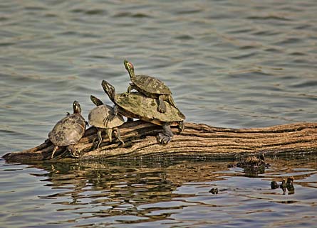 Turtles 445x321 30614 Turtles_445x321