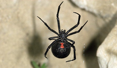 Blackwidow 445x260 30850 Black widow (Michael H. Francis)