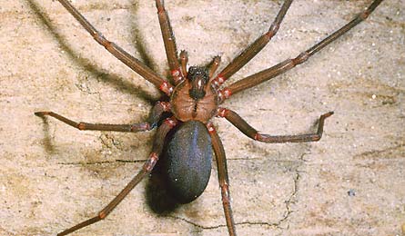 BrownRecluse 445x260 30851 Brown recluse (S. Camazine/K. Visscher)