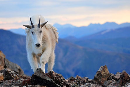 11contest Goat-copy-445x296 31074 11contest_goat-copy-445x296