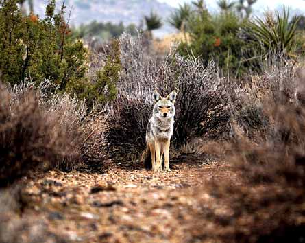 1Contest CoyoteWaits-445x354 31058 1Contest_CoyoteWaits-445x354