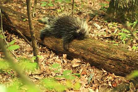 5Tree-Hugger-1-445x297 31066 5Tree-Hugger-1-445x297