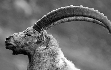 9MacNevin Contest Ibex-copy-445x281 31070 9MacNevin_contest_ibex-copy-445x281