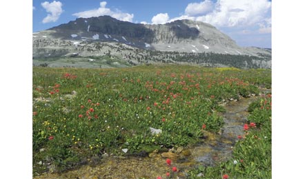 "Indian paintbrush bloom along Shoal Creek Trail (Paul Chisholm)"