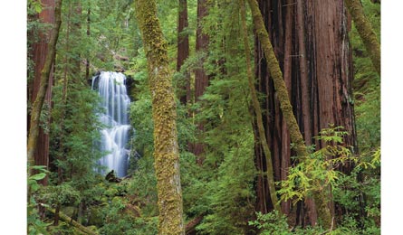 "Berry Creek Falls in Big Basin Redwoods State Park (Hank Christensen)"