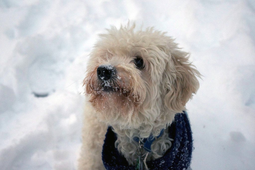 The Manual Winterize Your Dog