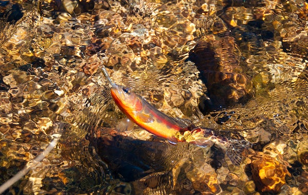 "golden trout"