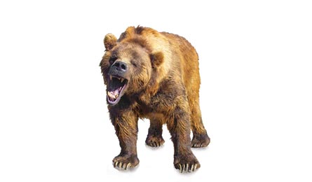 "istock bear 445x260"