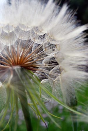 Contest Flower 300x445.jpg 32432 Desolation Canyon on the Green River in eastern Utah.