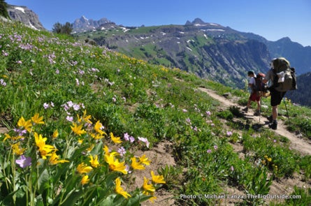 Death-canyon-shelf-flowers 445 Lanza 37397 Wildflowers bloom in profusion on the Death Canyon Shelf.