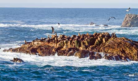BP0612 DaveMiller SeaLion 445x260.jpg 37789 BP0612_DaveMiller_SeaLion_445x260.jpg