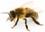 BP0612TRB_iStock_Bee_50x36 None