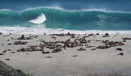 Sept12 TM Graham Seals 445x260 38524 Sept12_TM_Graham_seals_445x260